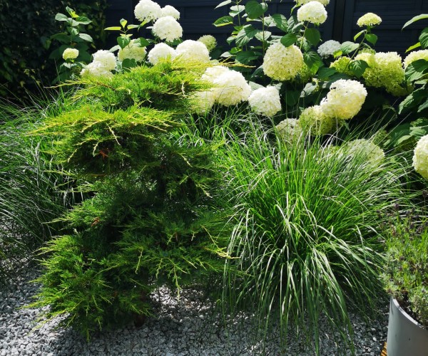 Ogród Gliwice Łabędy