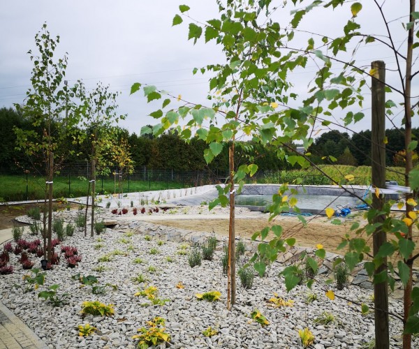 Staw Wodzislaw Śląski