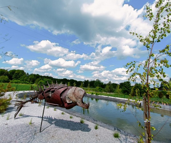 Staw Wodzislaw Śląski