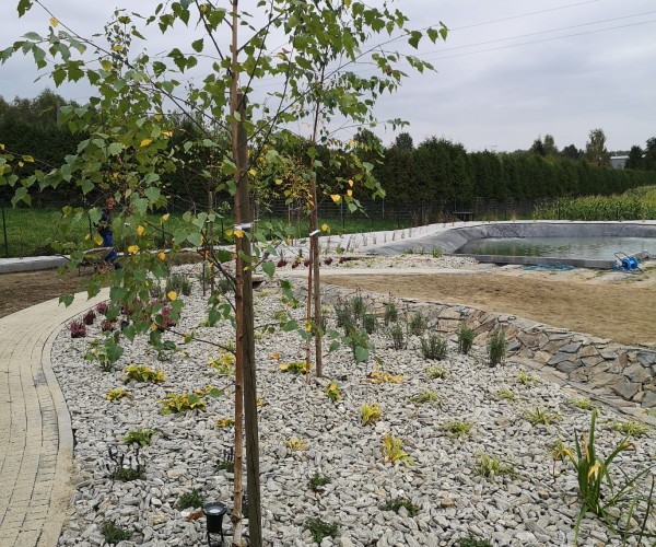 Staw Wodzislaw Śląski